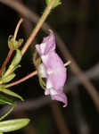 Hairy laurel <BR>Hairy wicky